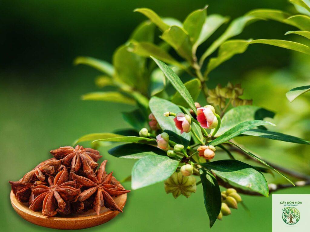 cây hồi hương Pháp