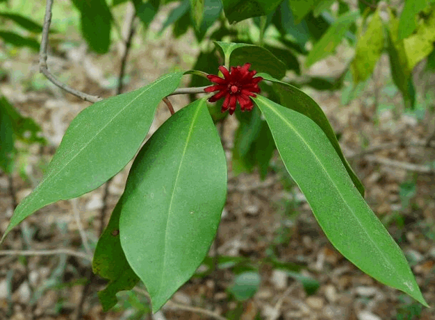 cây hồi núi - Image 3