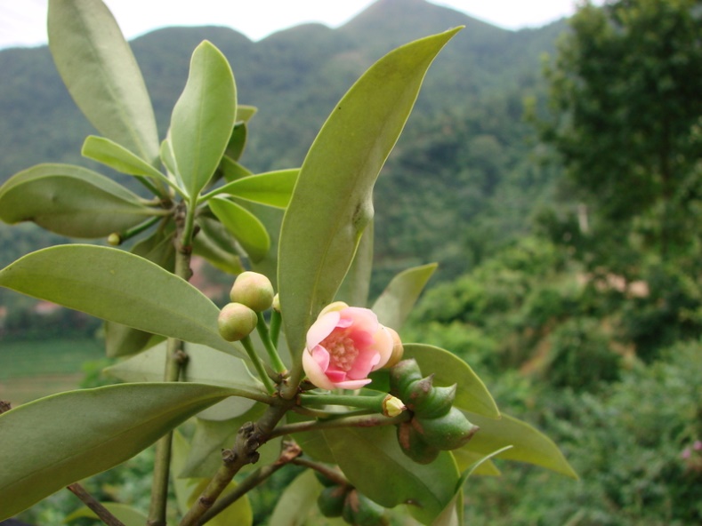 cây hồi