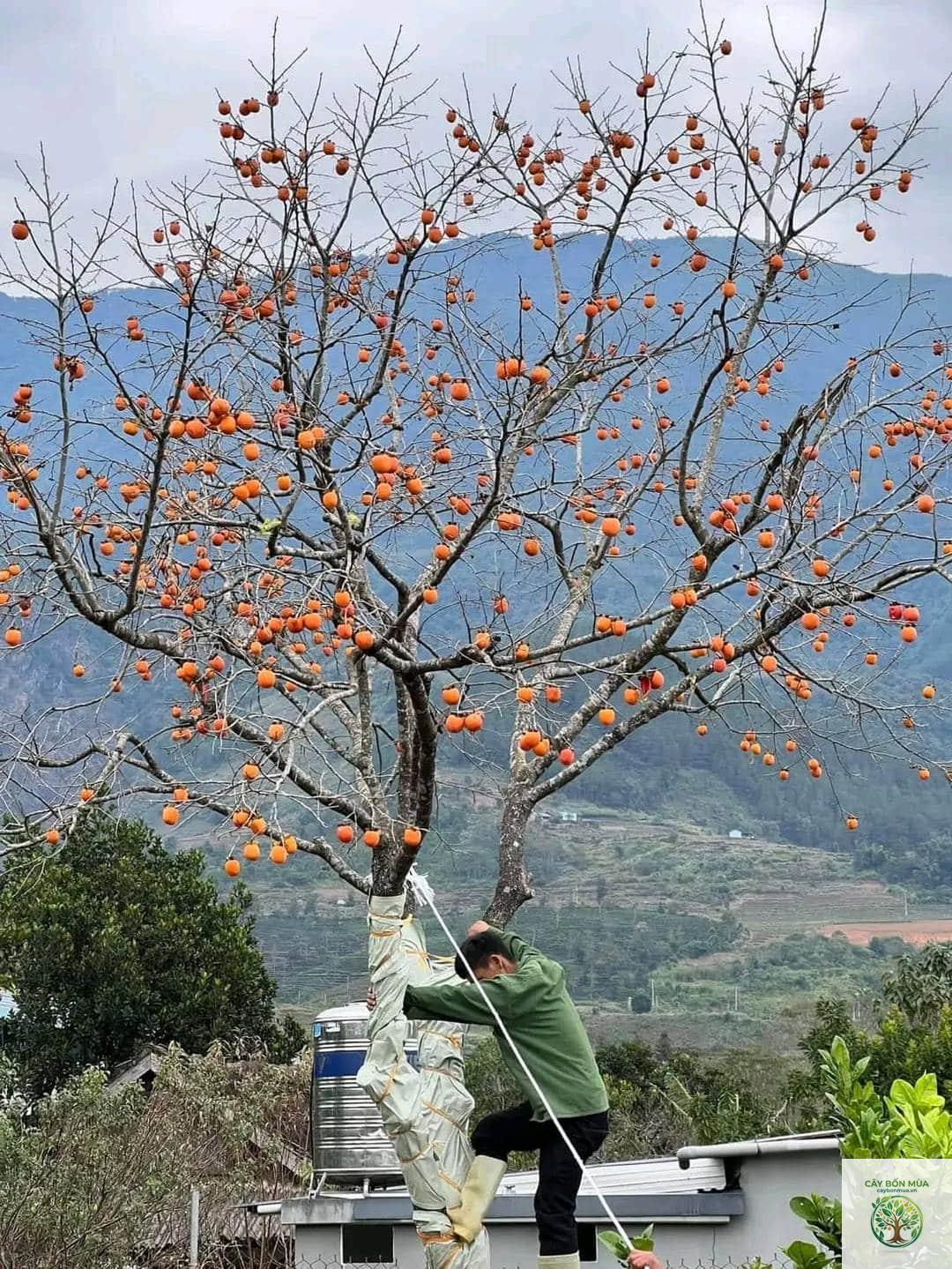cây hồng - Image 2