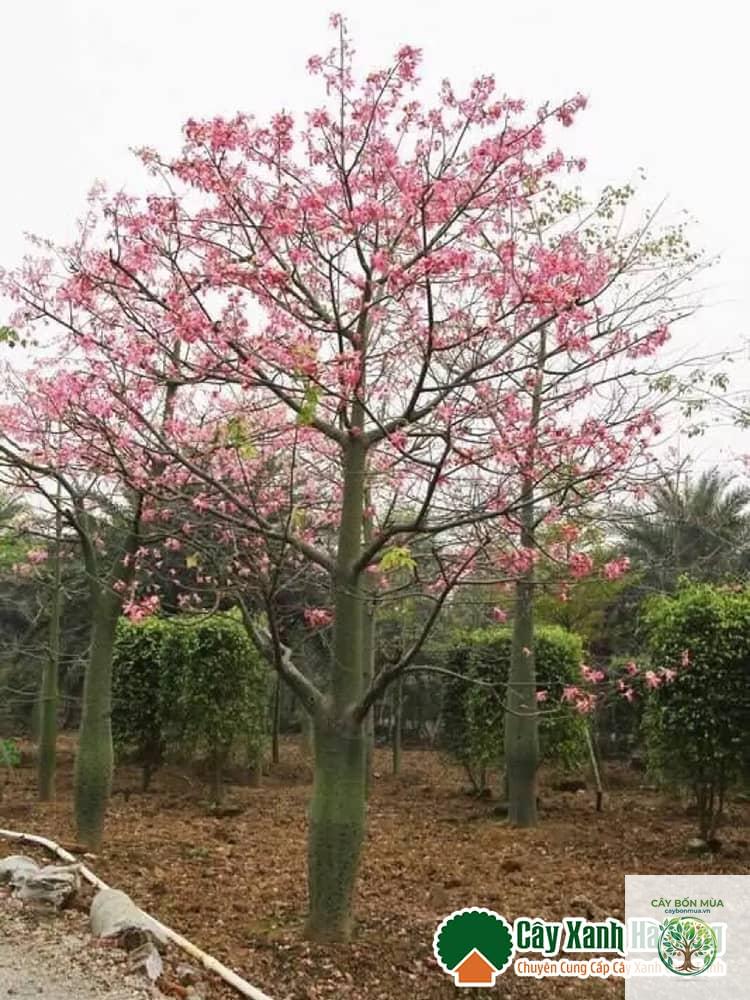 cây hồng Mỹ - Image 2