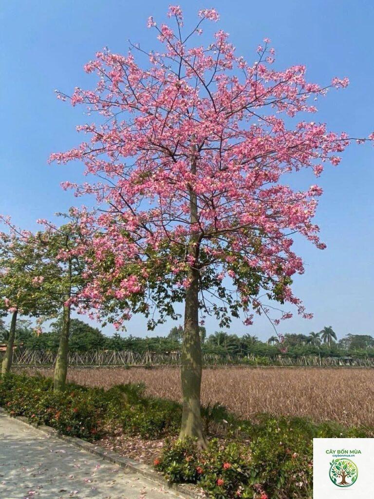 cây hồng Mỹ