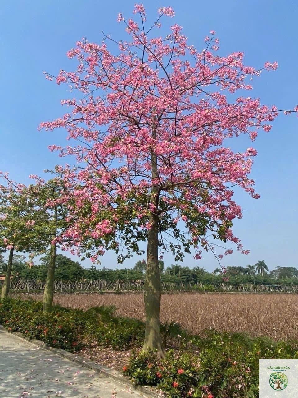 cây hồng Mỹ - Image 1