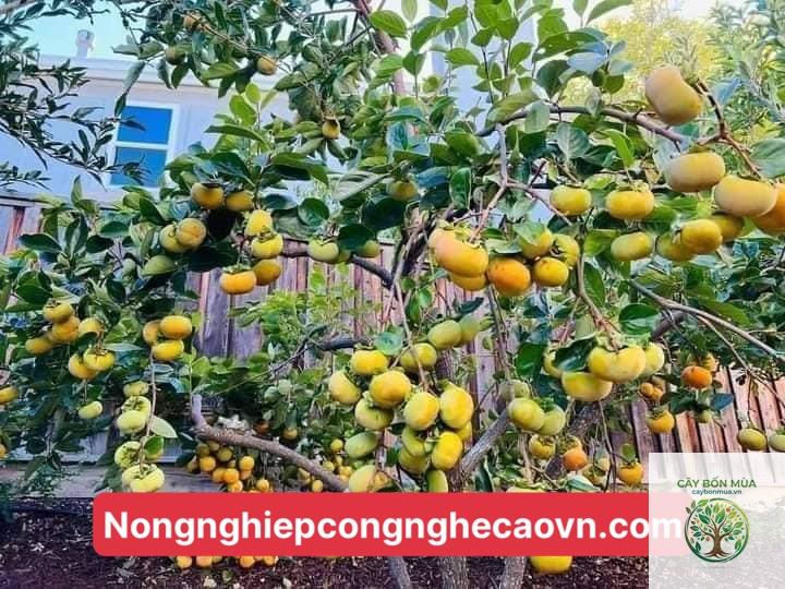 cây hồng Nhật - Image 4