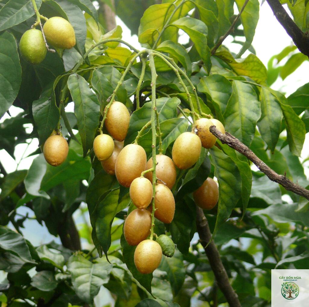 cây hồng bì