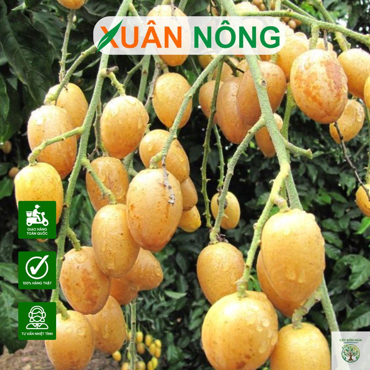 cây hồng bì Thái - Image 5