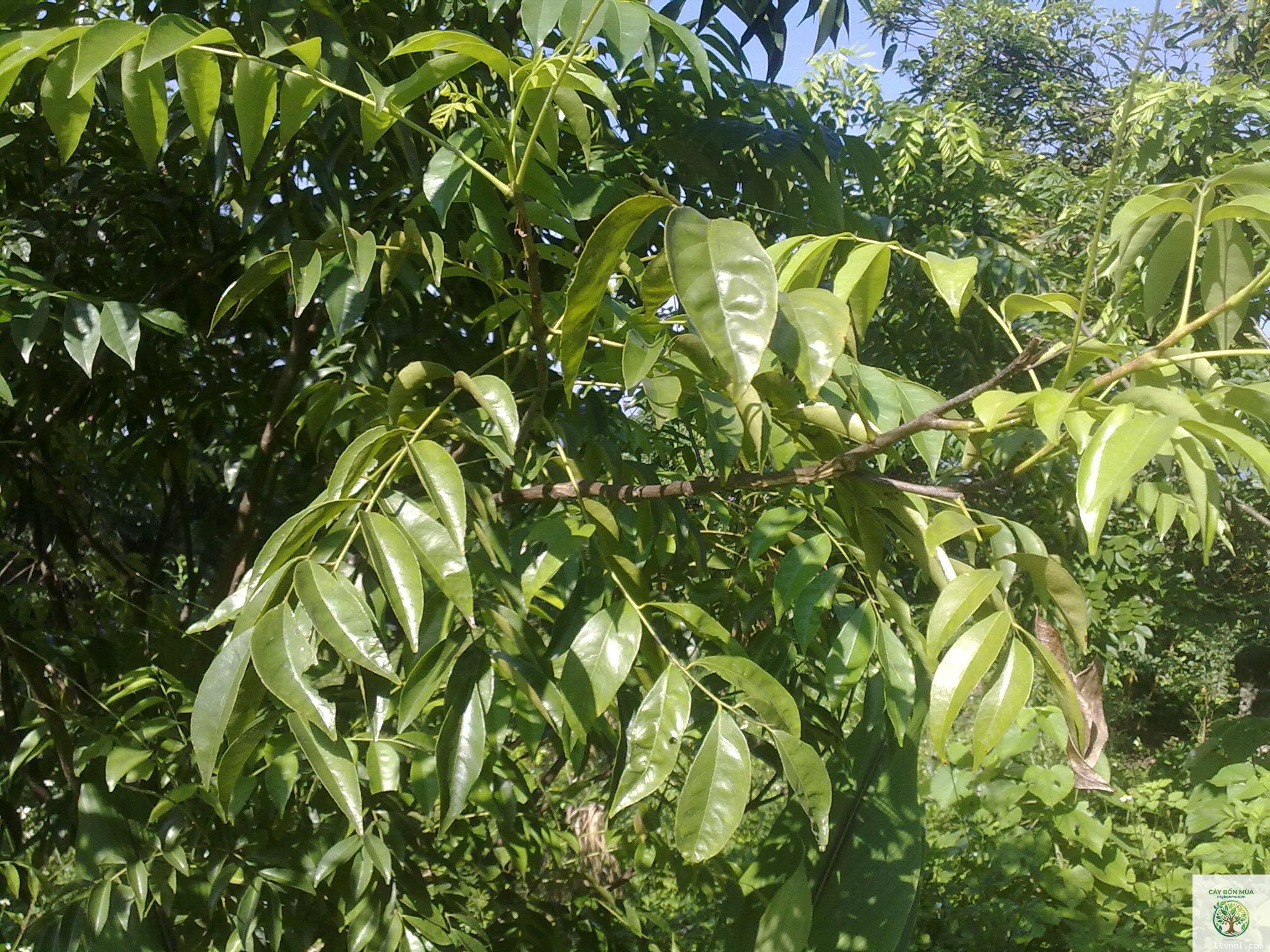 cây hồng bì chua - Image 2