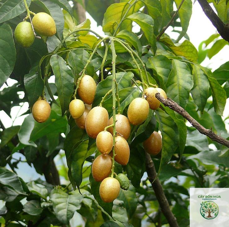 cây hồng bì chua - Image 3