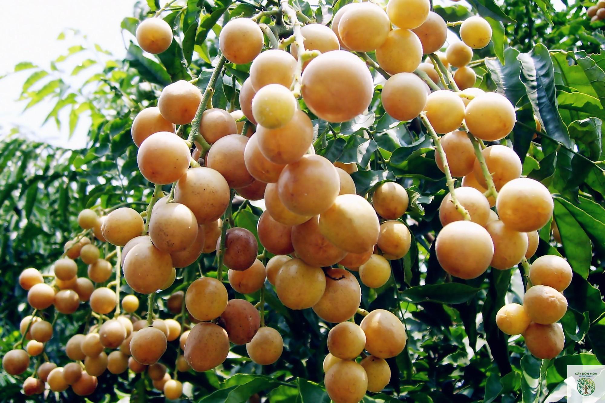 cây hồng bì chua - Image 5