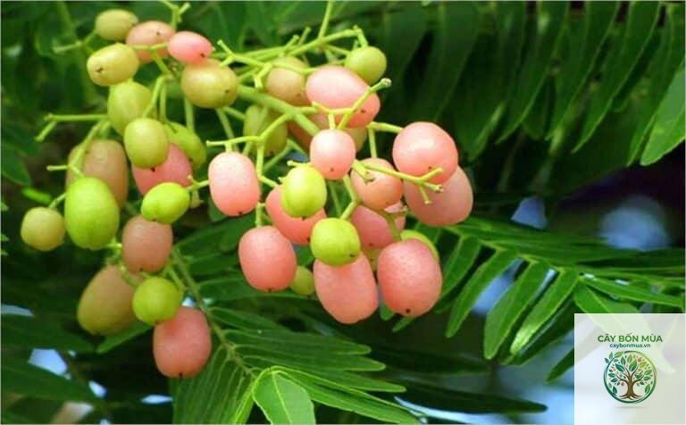 cây hồng bì đỏ - Image 4