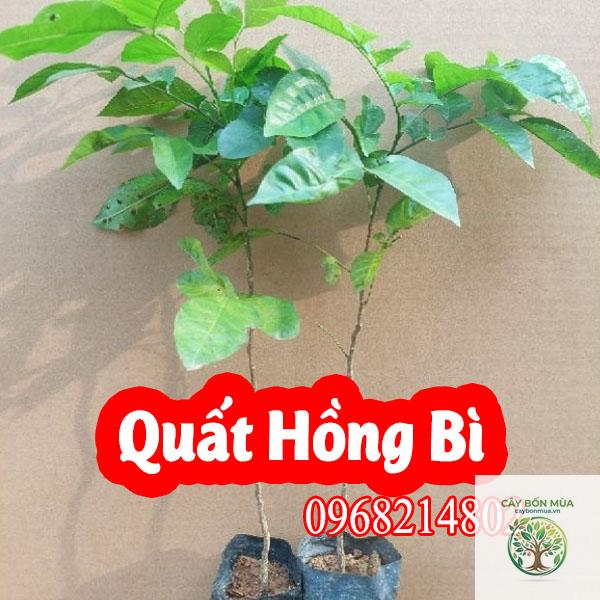 cây hồng bì đỏ