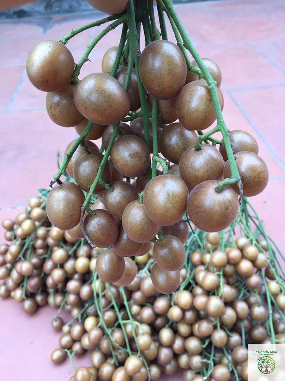 cây hồng bì ngọt - Image 2