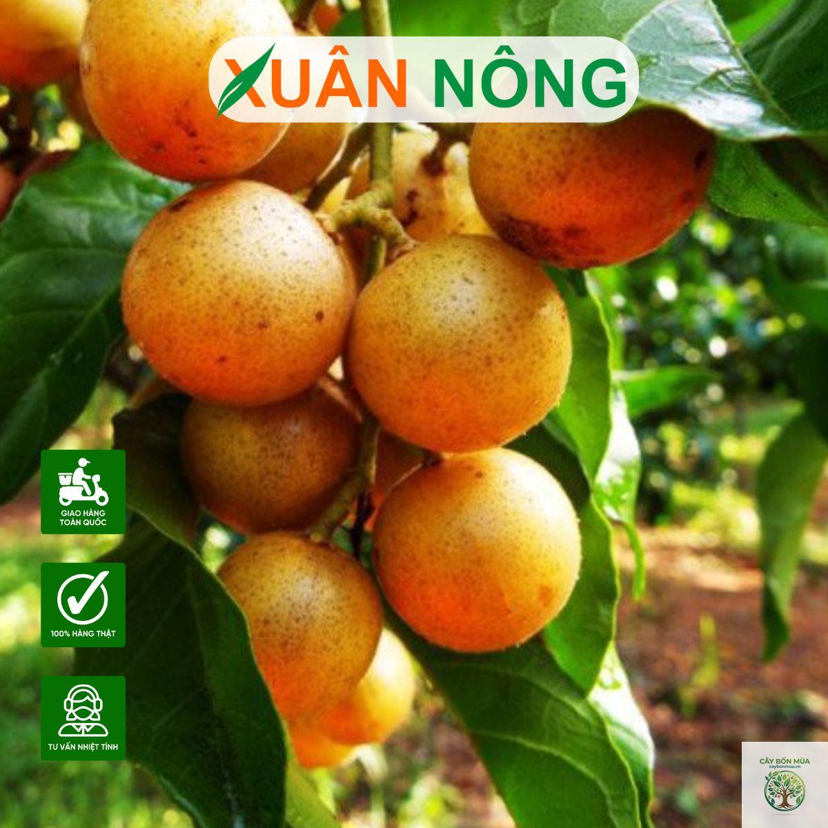 cây hồng bì ngọt - Image 5