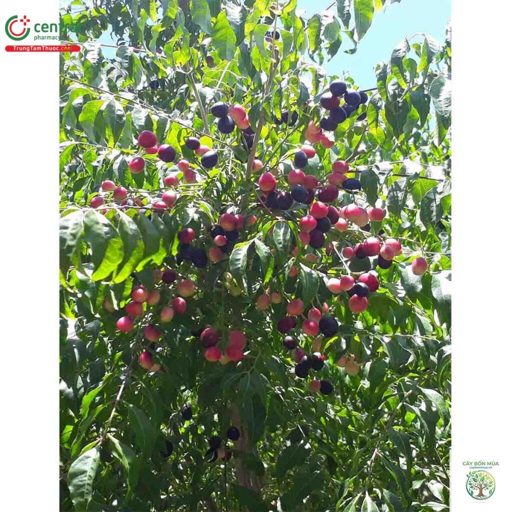 cây hồng bì rừng