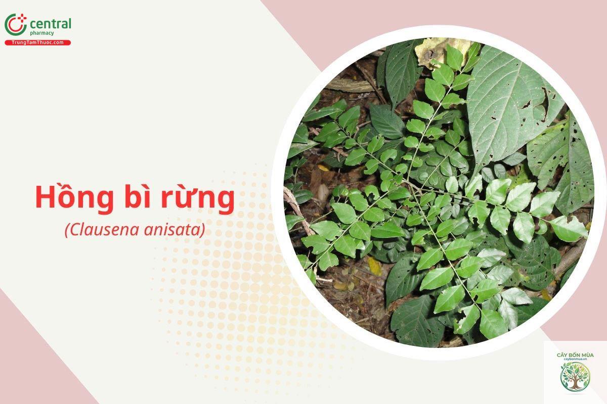 cây hồng bì rừng - Image 3