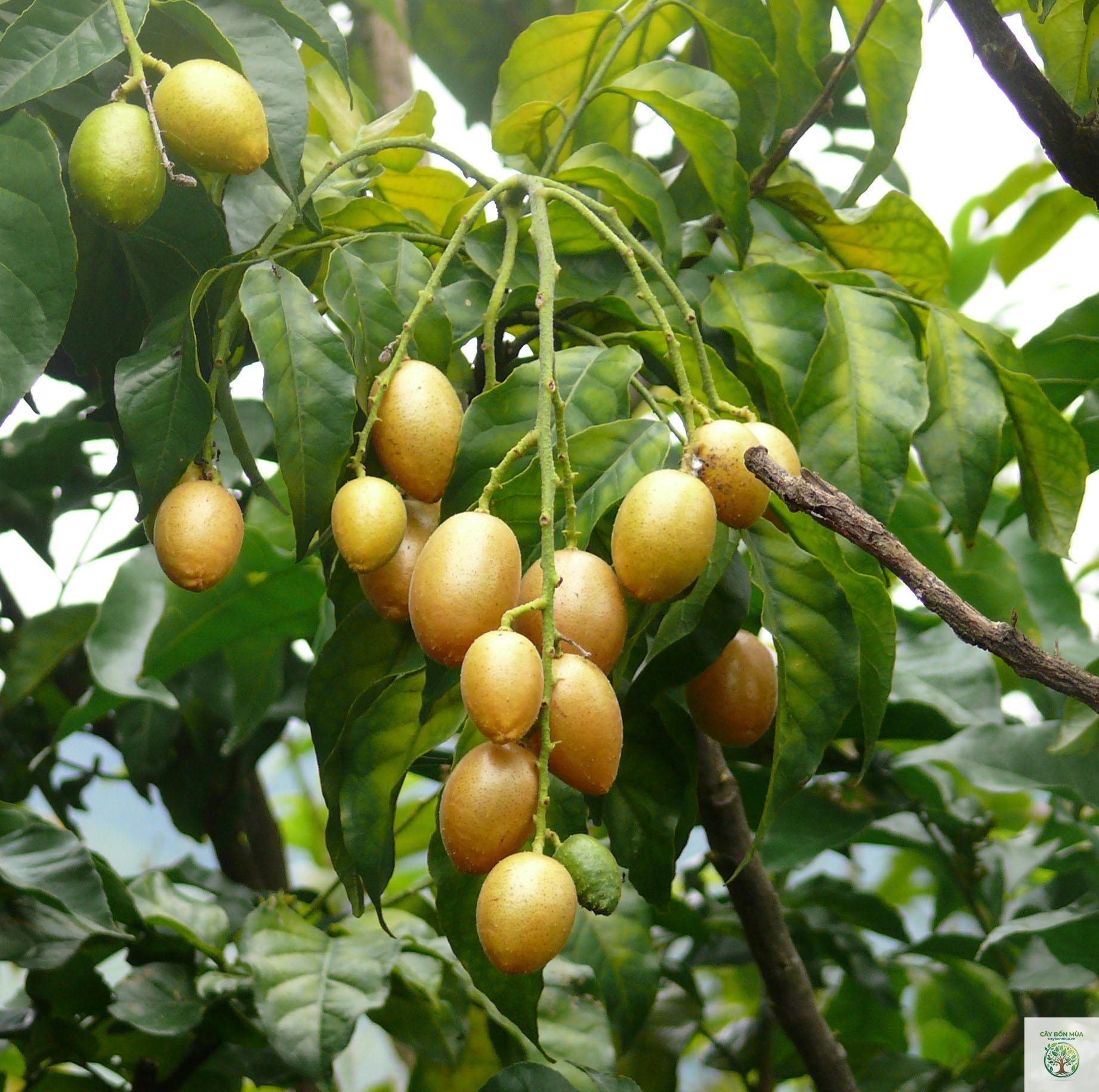 cây hồng bì rừng - Image 4