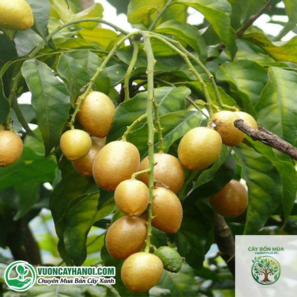cây hồng bì vàng - Image 3