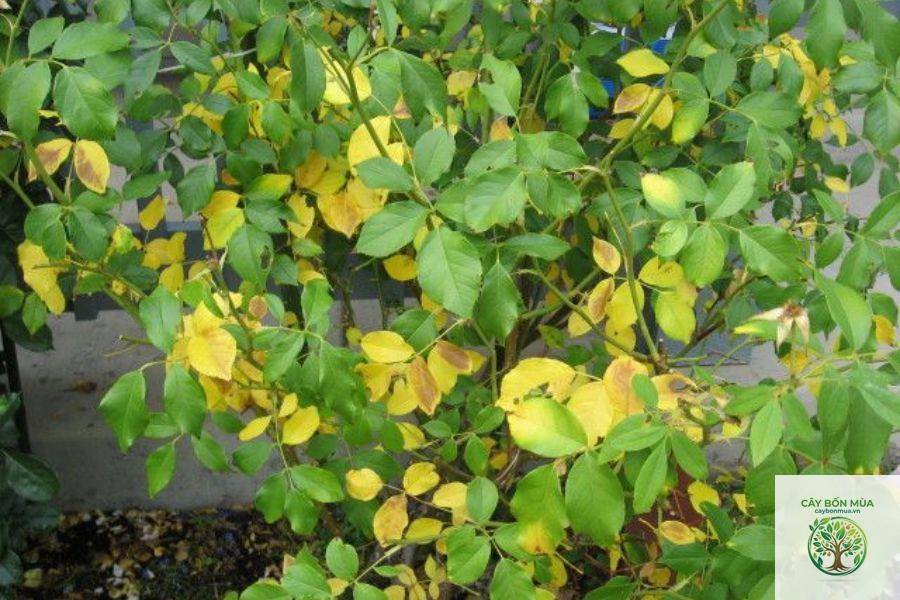 cây hồng bì vàng - Image 4