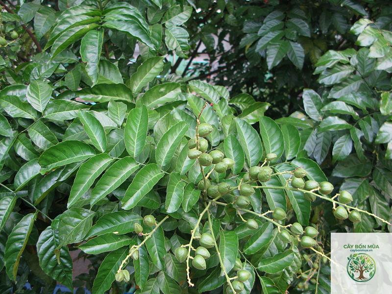 cây hồng bì xanh