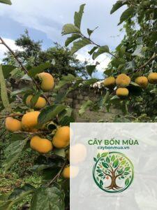 cây hồng giòn