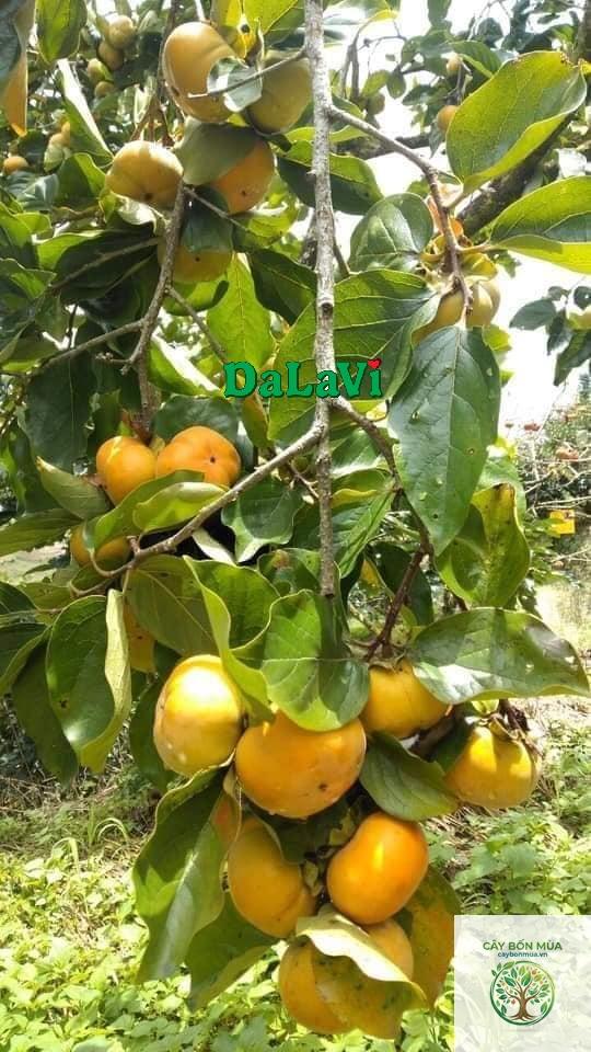 cây hồng giòn Đà Lạt - Image 2