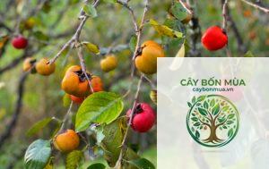 cây hồng giòn Đà Lạt