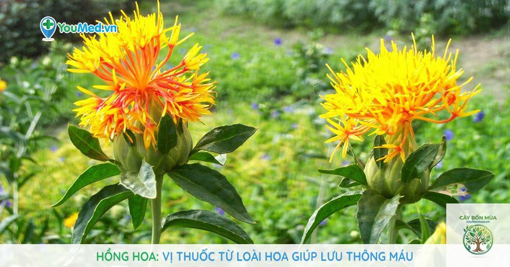 cây hồng hoa - Image 5