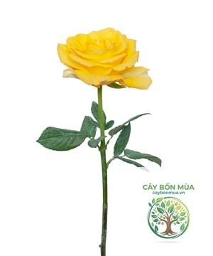 cây hồng hoa vàng - Image 4