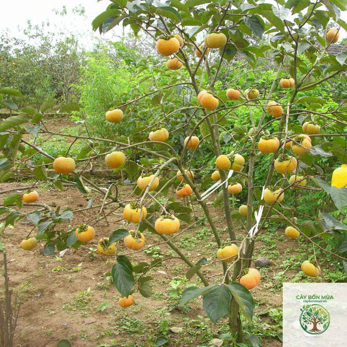 cây hồng không hạt - Image 2