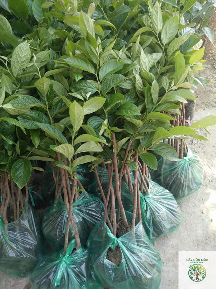 cây hồng không hạt - Image 3