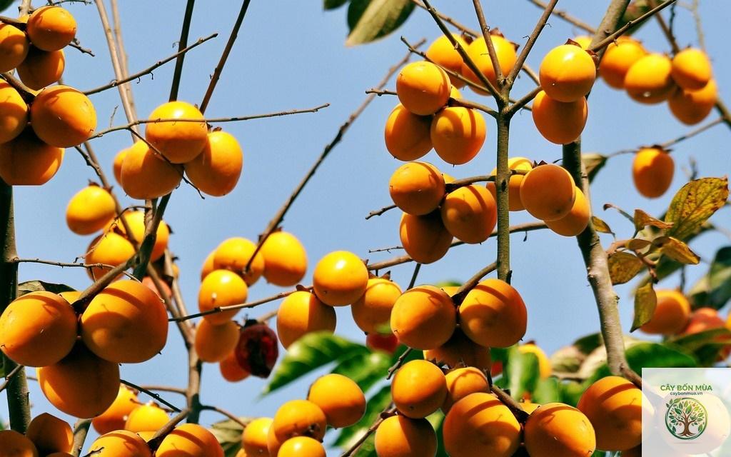 cây hồng không hạt