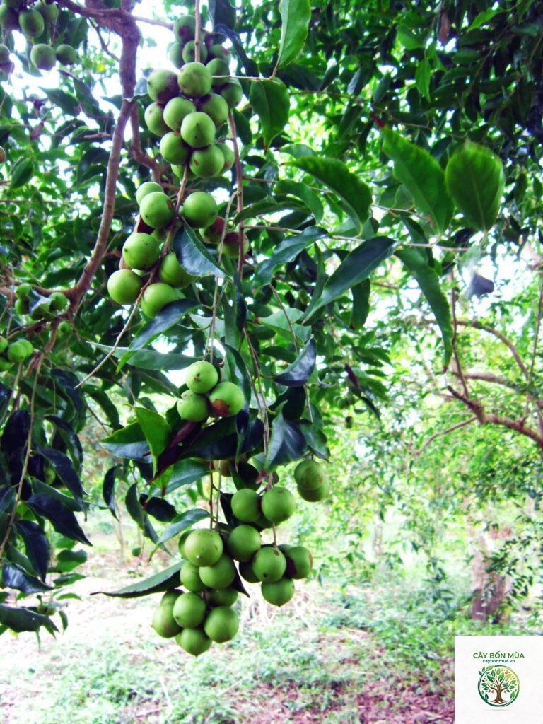 cây hồng quân
