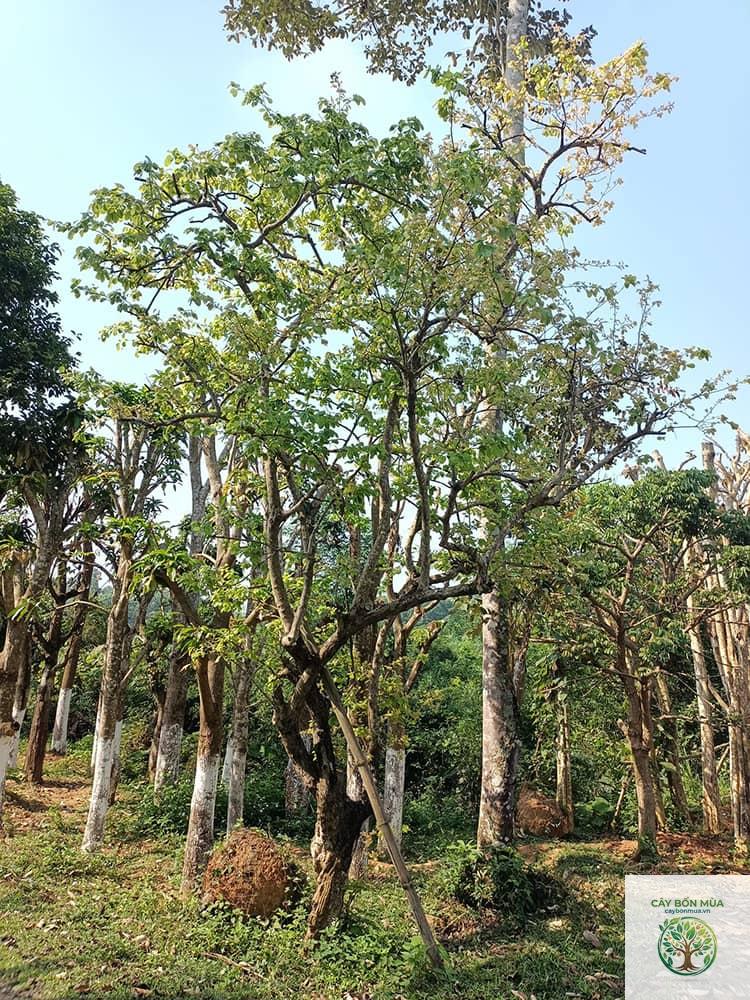 cây hồng quân rừng - Image 4