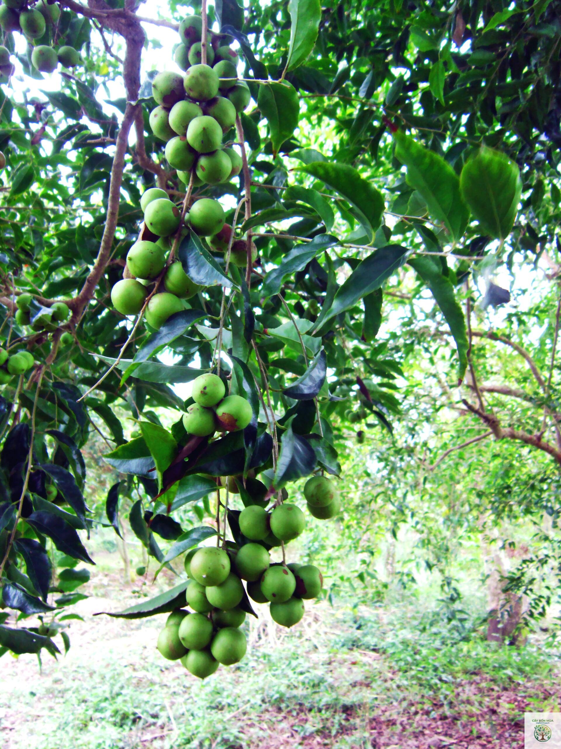 cây hồng quân trắng - Image 4