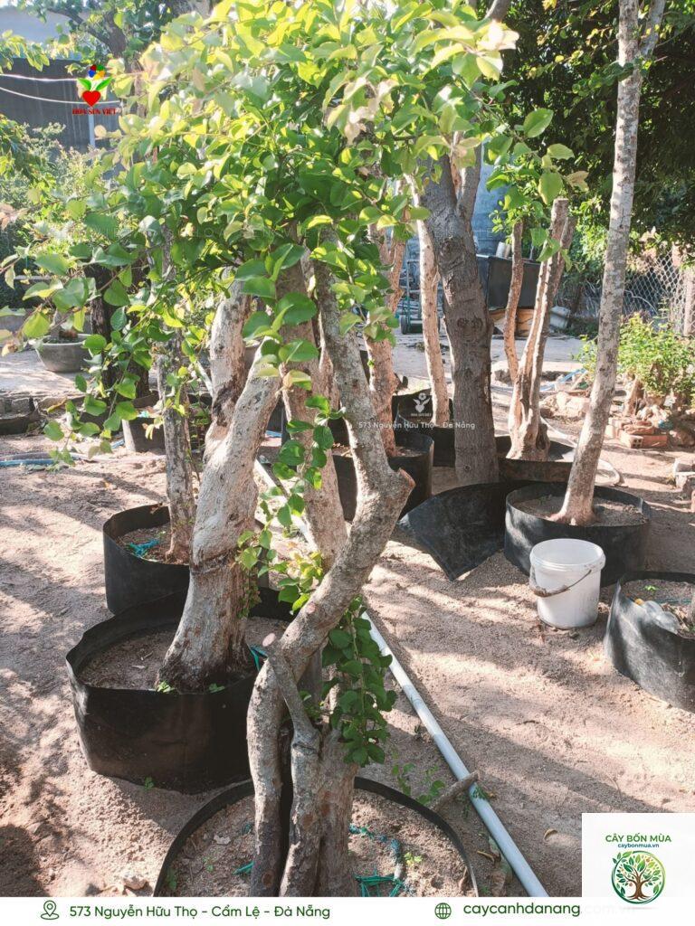 cây hồng quân trắng