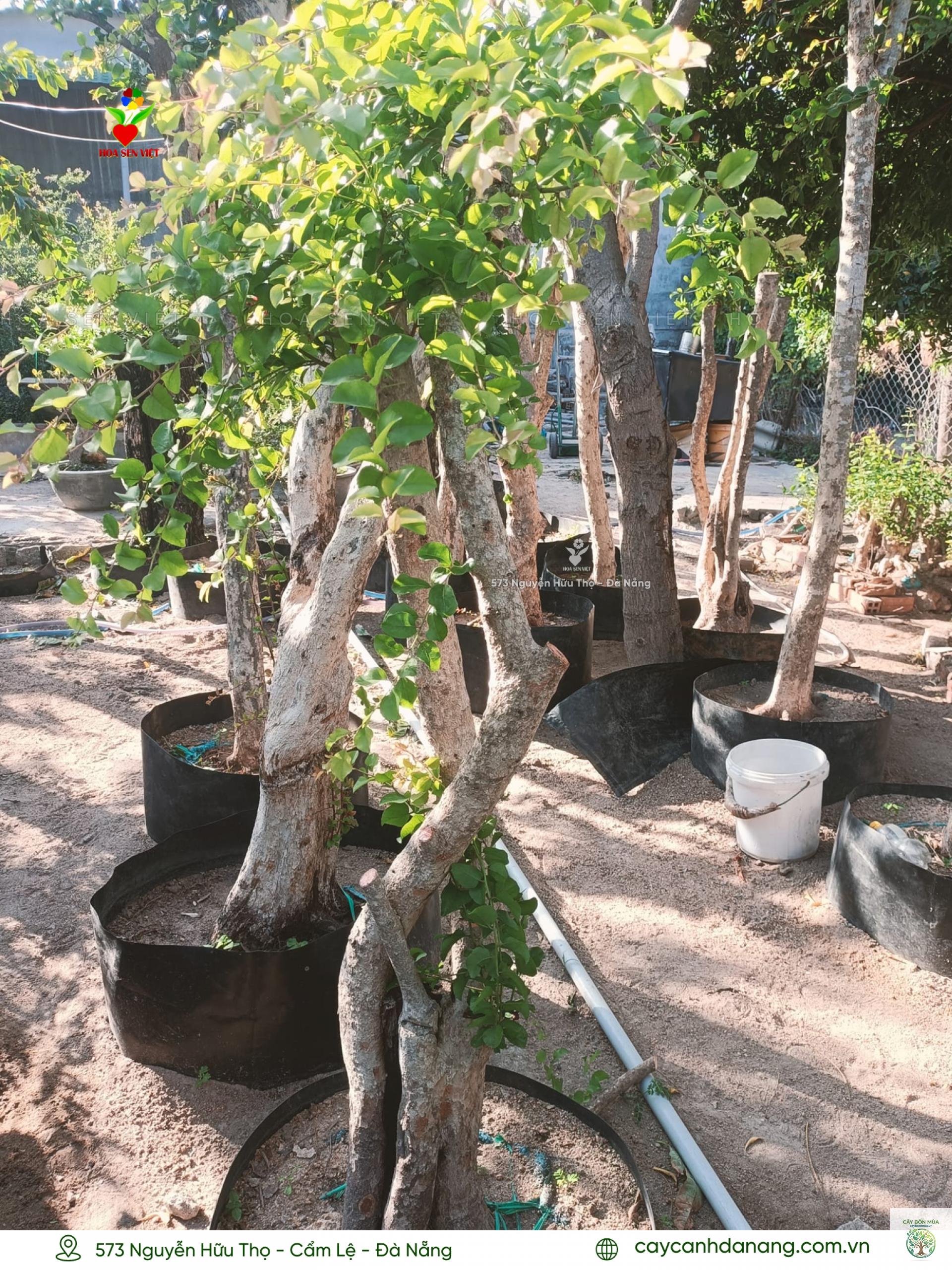 cây hồng quân trắng - Image 1