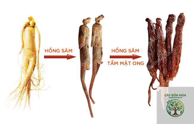 cây hồng sâm Hàn Quốc - Image 4