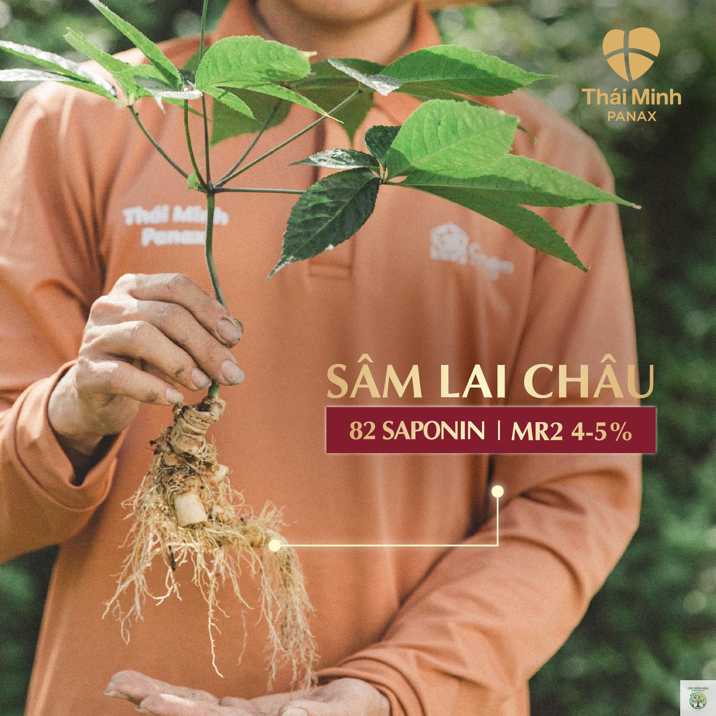 cây hồng sâm rừng - Image 2