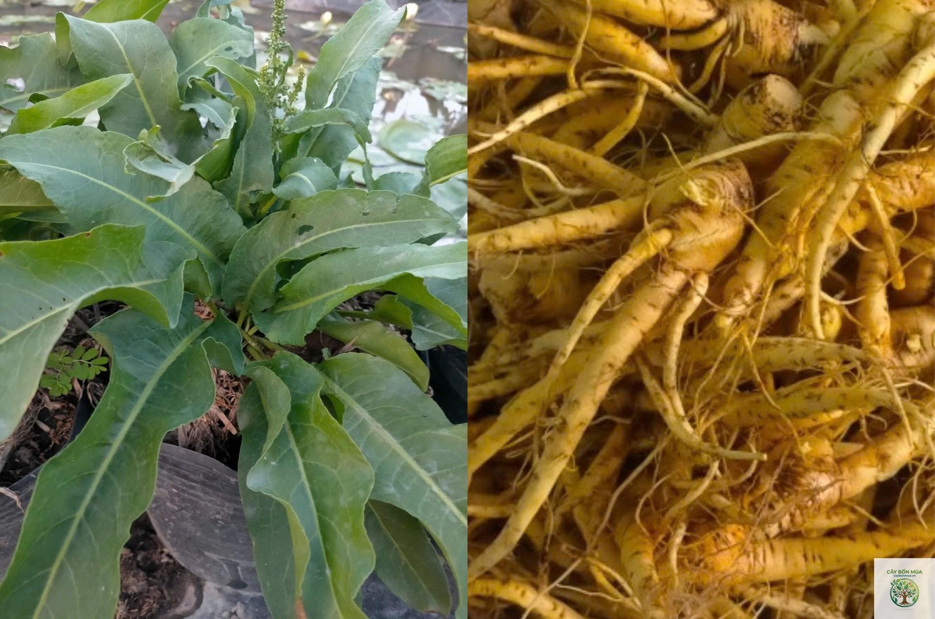 cây hồng sâm rừng - Image 3