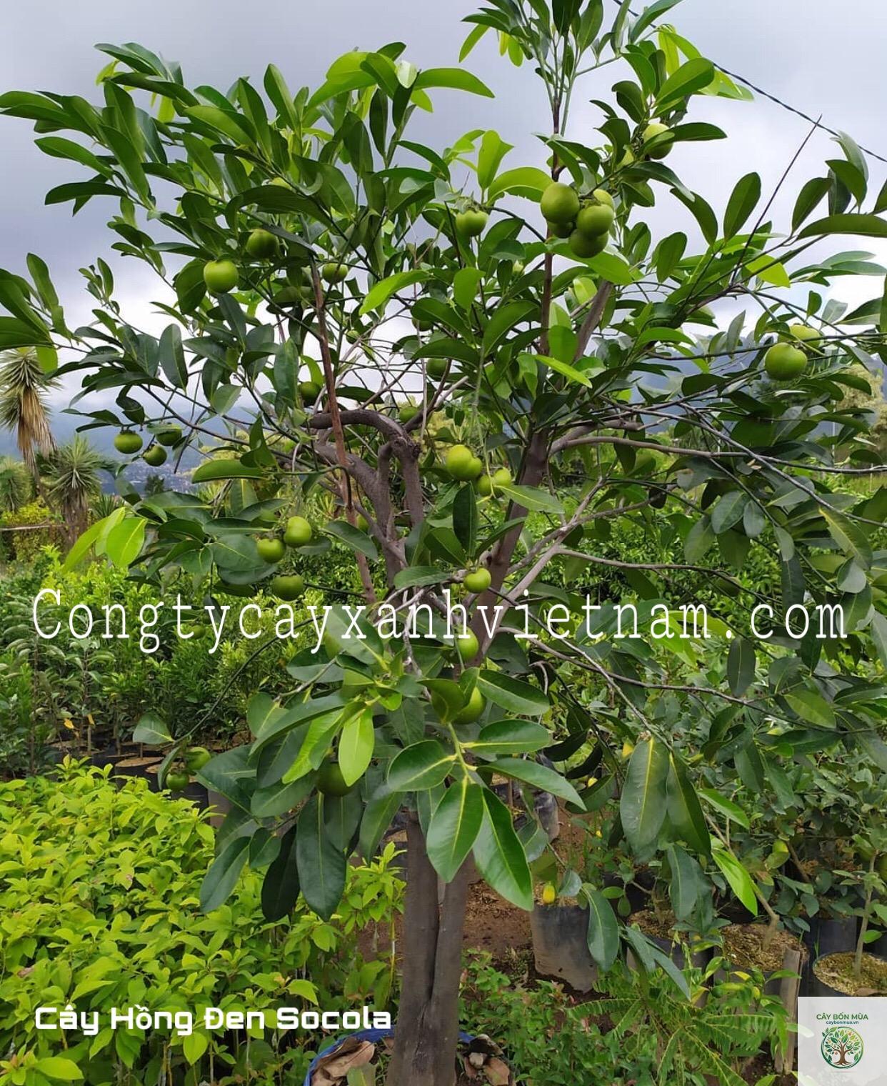 cây hồng sô cô la - Image 3