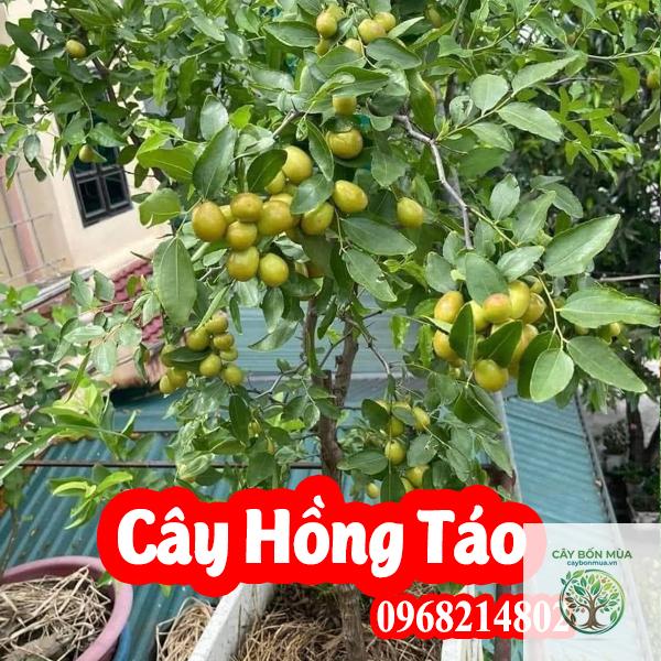 cây hồng táo - Image 2