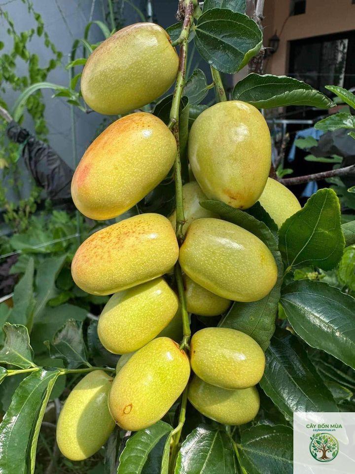 cây hồng táo - Image 5