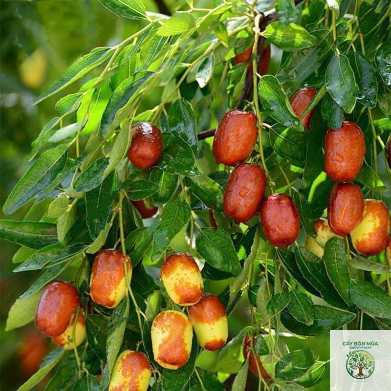 cây hồng táo
