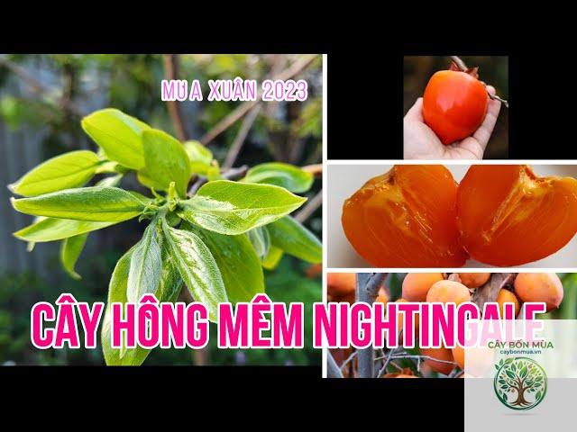 cây hồng trứng đen - Image 3