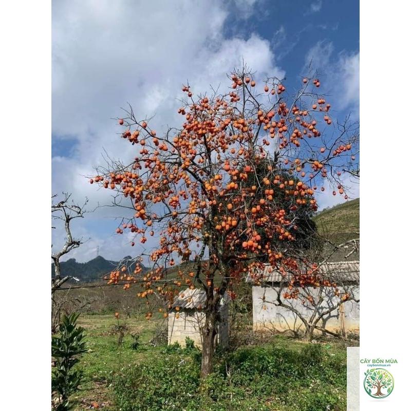 cây hồng trứng đen