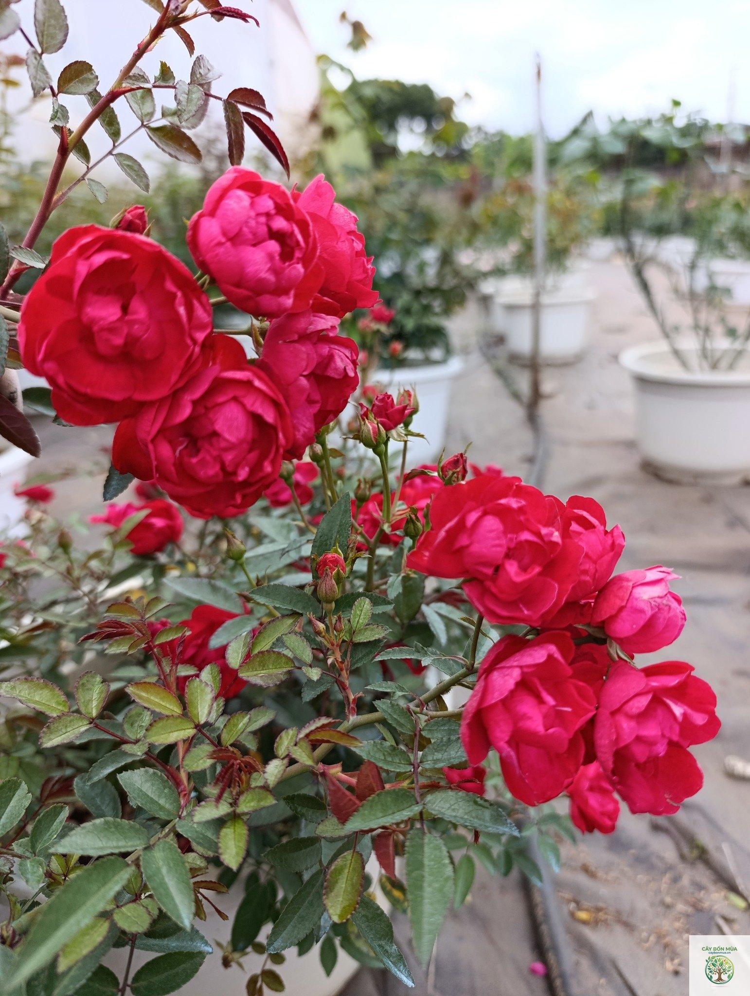 cây hồng trứng đỏ - Image 2