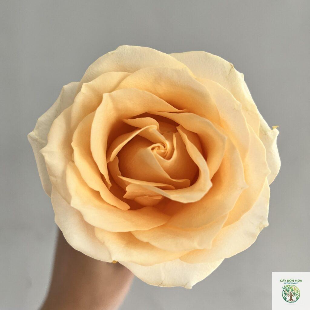 cây hồng trứng gà