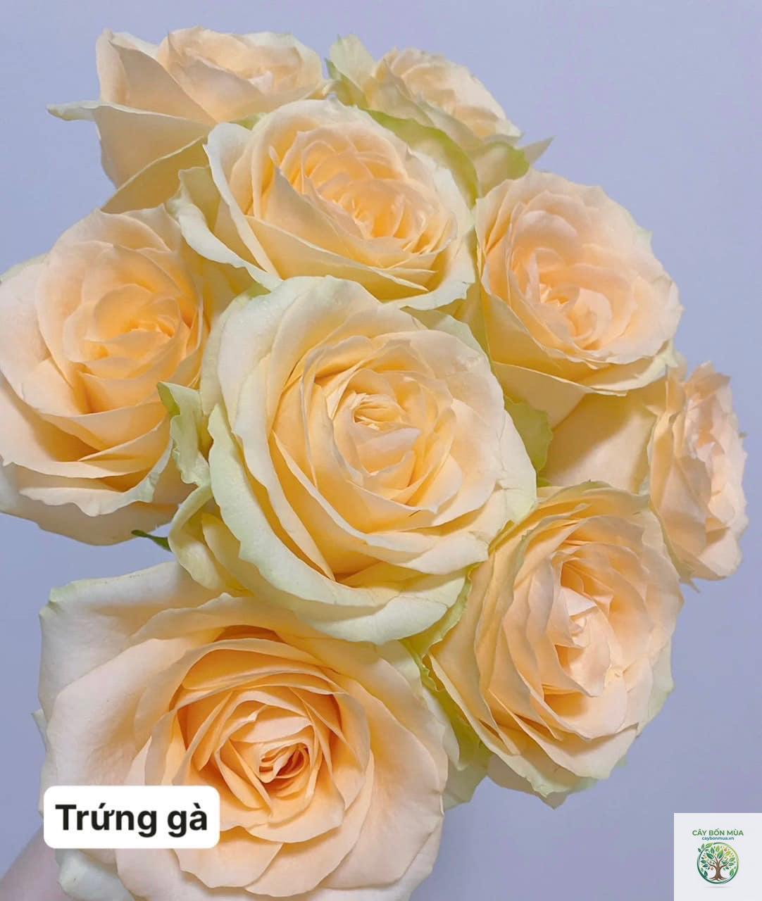 cây hồng trứng gà - Image 3