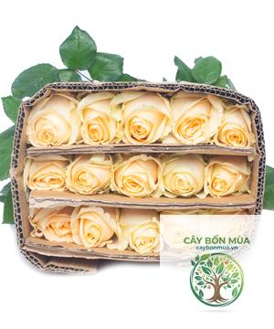 cây hồng trứng gà - Image 5