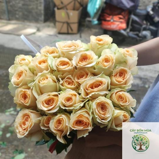 cây hồng trứng vàng - Image 3